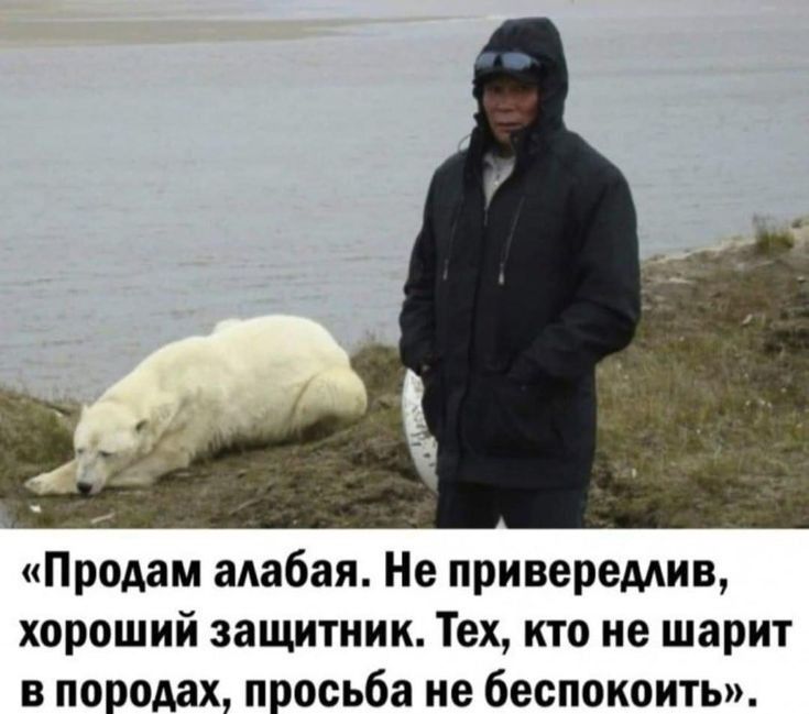 Продам алабая Не приверемив хороший защитник Тех кто не шарит в породах просьба не беспокоить