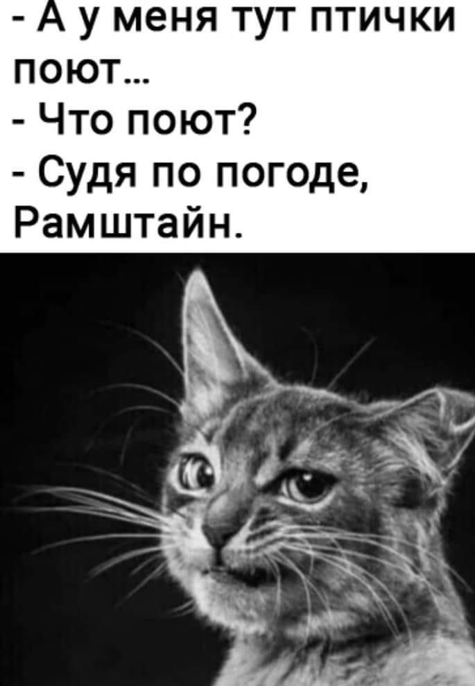У меня ТУТ ПТИЧКИ ПОЮТ Что поют Судя по погоде Рамштайн