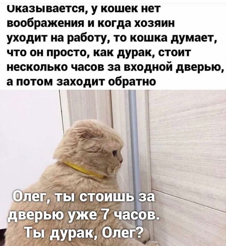 оказывается у кошек нет воображения и когда хозяин уходит на работу то кошка думает что он просто как дурак стоит несколько часов за входной дверью а потом заходит обратно