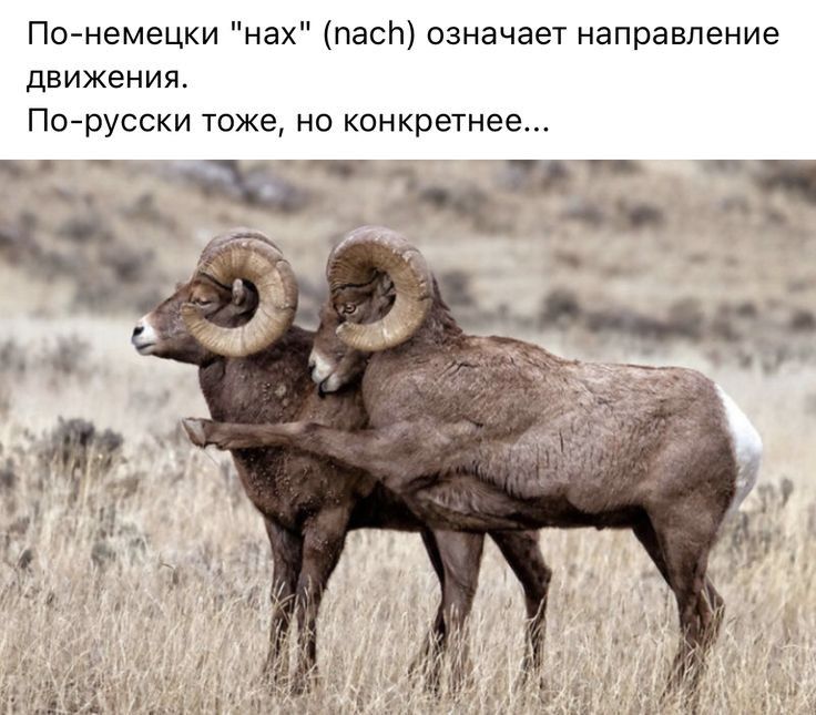 По немецки нах шас означает направление движения По русски тоже но конкретнее _ _ _