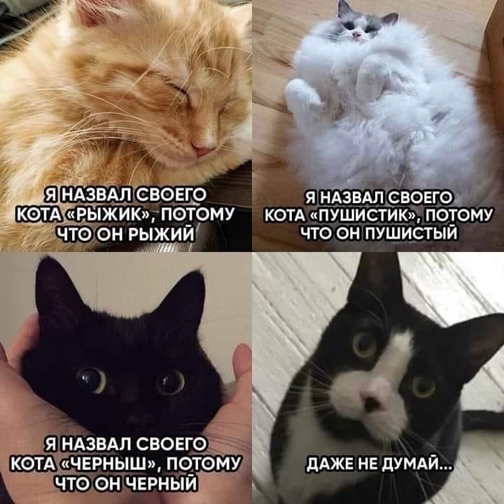 коп пушисг к поуому чтэюн рыжий что он пушисгыи ПАЖЕ нЕ пумдй