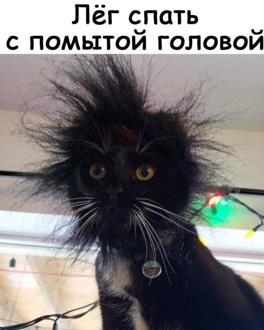 Пёг спать с помытои головои