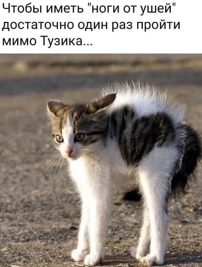 Чтобы иметь ноги от ушей достаточно один раз пройти мимо Тузика