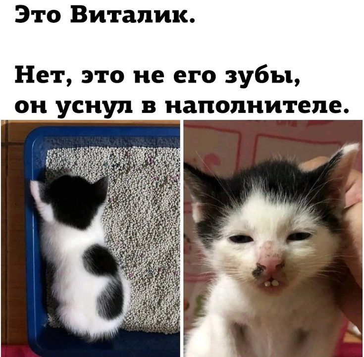 Это Виталик Нет это не его зубы он уснул в наполнит еле