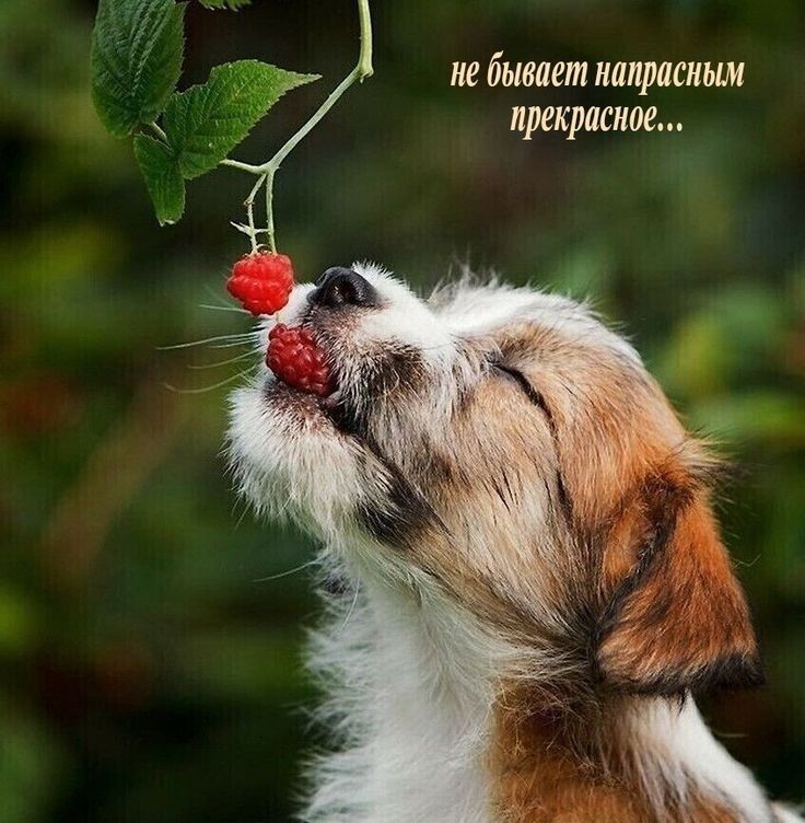 не бывает палит прекрасное