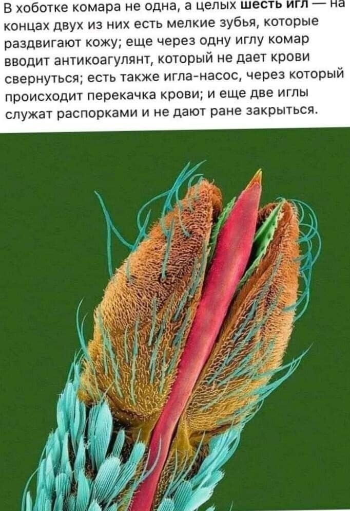 В хоботке комара не одна а целых шесть и концах двух из них есть мелкие зубья которые раздвигают кожу еще через одну иглу комар вводит антикоагулянт который не дает крови свернуться есть также игла насос через который происходит перекачка крови и еще две иглы спужаТ распорками и не дают ране закрыться