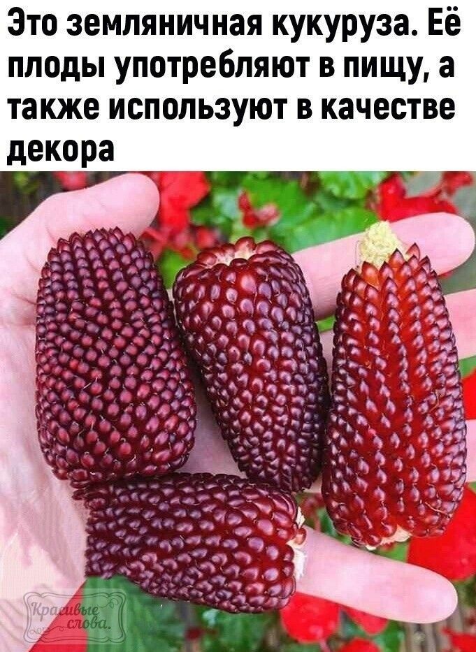 Это земляничная кукуруза Её плоды употребляют в пищу а также используют в качестве декора