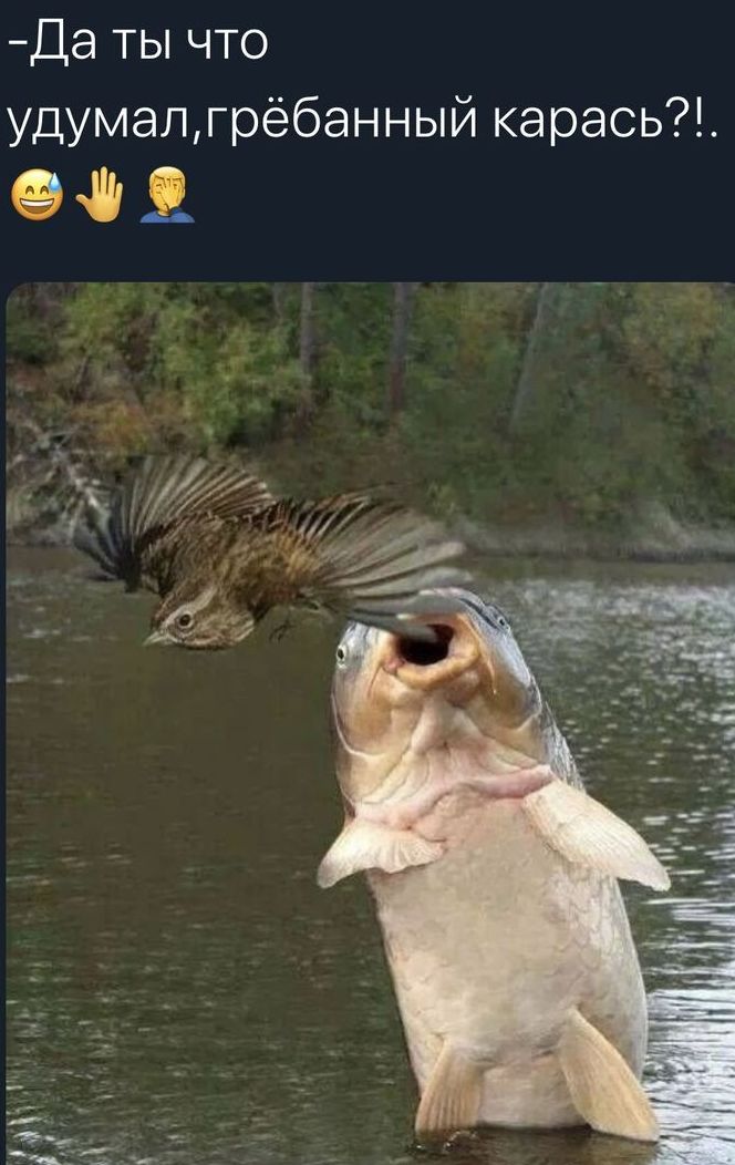 Да ты что удумапгрёбанный карась ФЗ