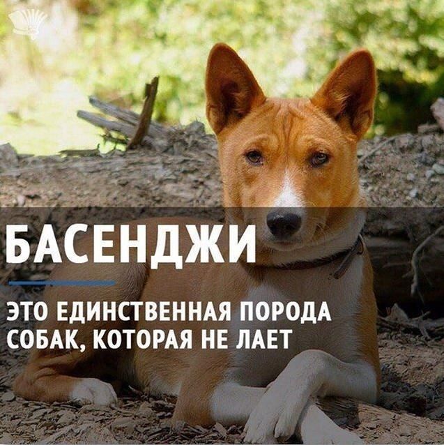 _ г БАСЕНДЖИ ЭТО ЕДИНСТВЕННАЯ ПОРОДА СОБАК КОТОРАЯ НЕ ЛАЕТ