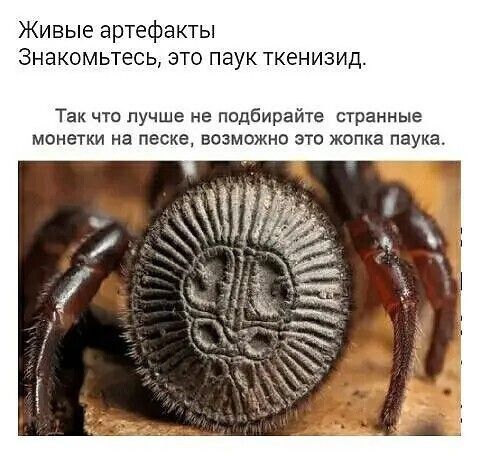 Живые артефакты Знакомьтесь ЭТО паук ТКЕНИЗИД Так что лучше не подбирайте странные монетки на песке возможно это жалка паука