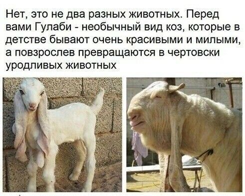 Нет это не два разных животных Перед вами Гупаби необычный вид коз которые в детстве бывают очень красивыми и милыми а повзроспев превращаются в чертовски уродливых животных