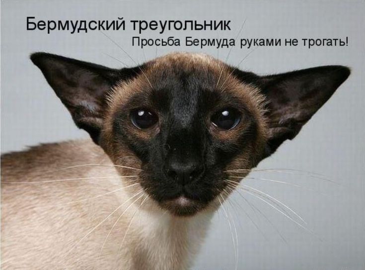 Бермудский треугольник Просьба Бермуда руками не трогать