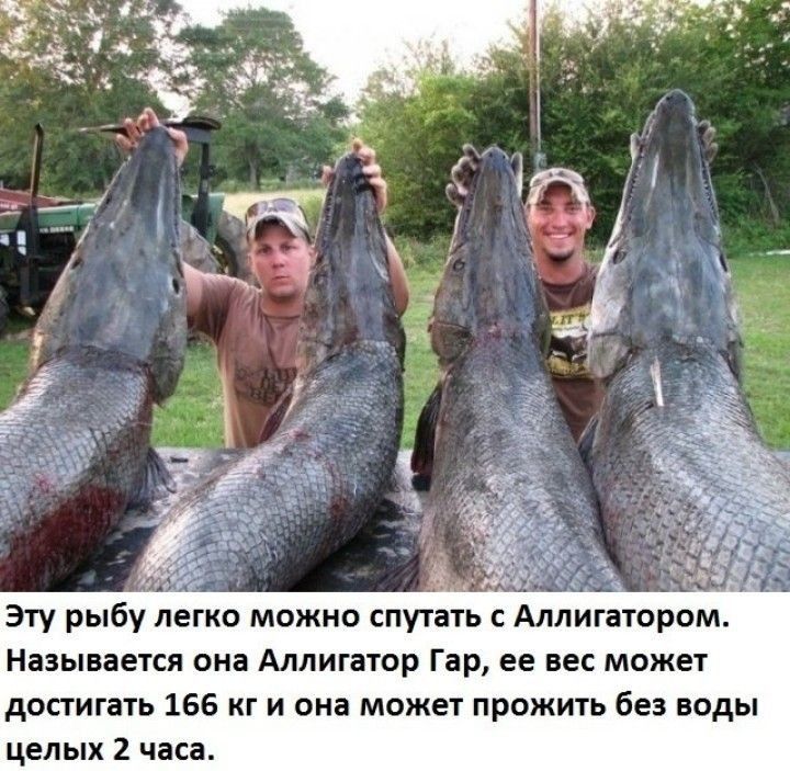 и Эту рыбу легко можно спутать с Алпиптором Называется она Аллигатор Гар ее не может достигать 166 кг и она может прожить без воды целых 2 часа