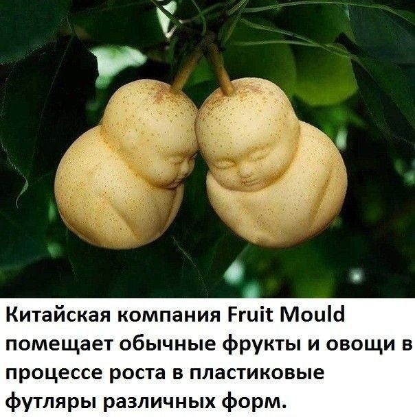Китайская компания Ргиі Моиісі помещает обычные фрукты и овощи в процессе роста в пластиковые футляры различных форм