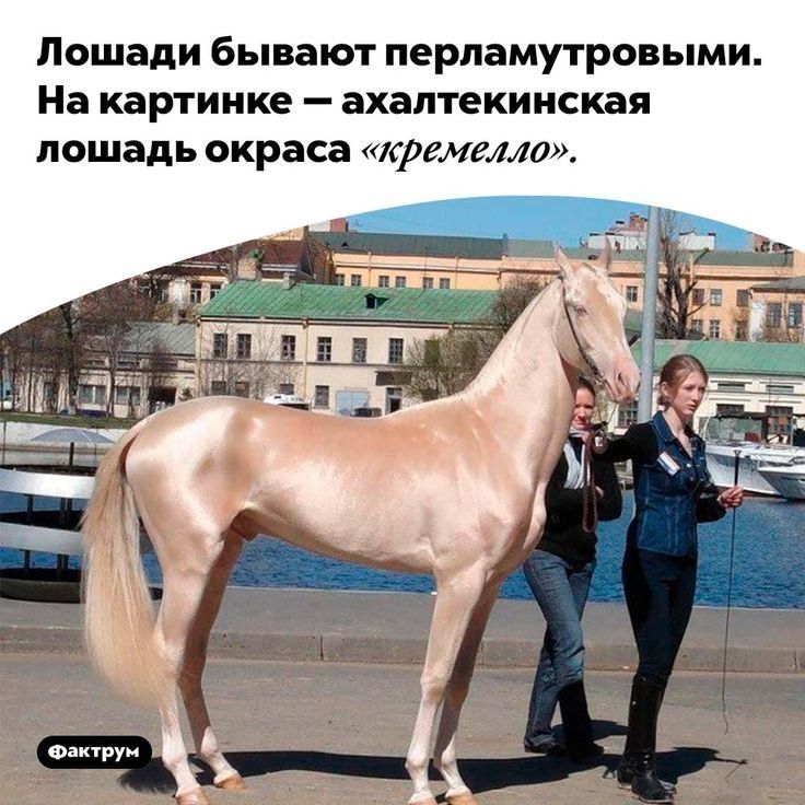 Лошади бывают перламутровыми На картинке ахалтекииская лошадь окраса креме1110