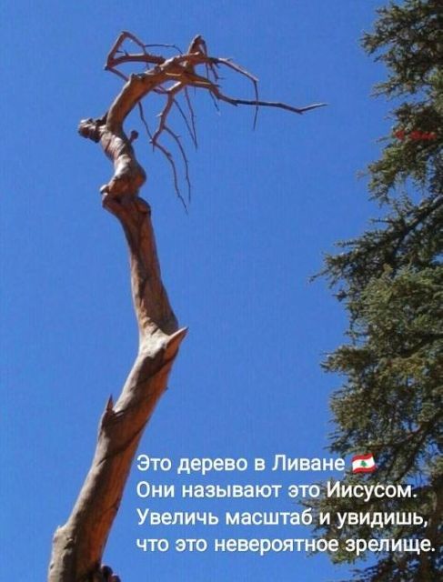 Это дерево в Ливан Они называют это Увеличь месштв что это неве