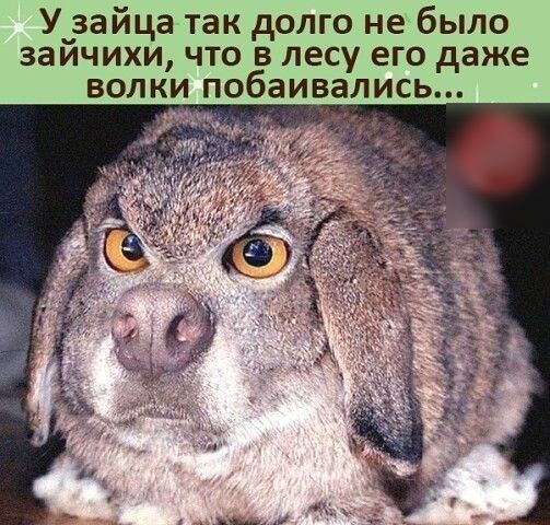 У_зайца так долго не было заичихи что в лесу его даже волки побаивались