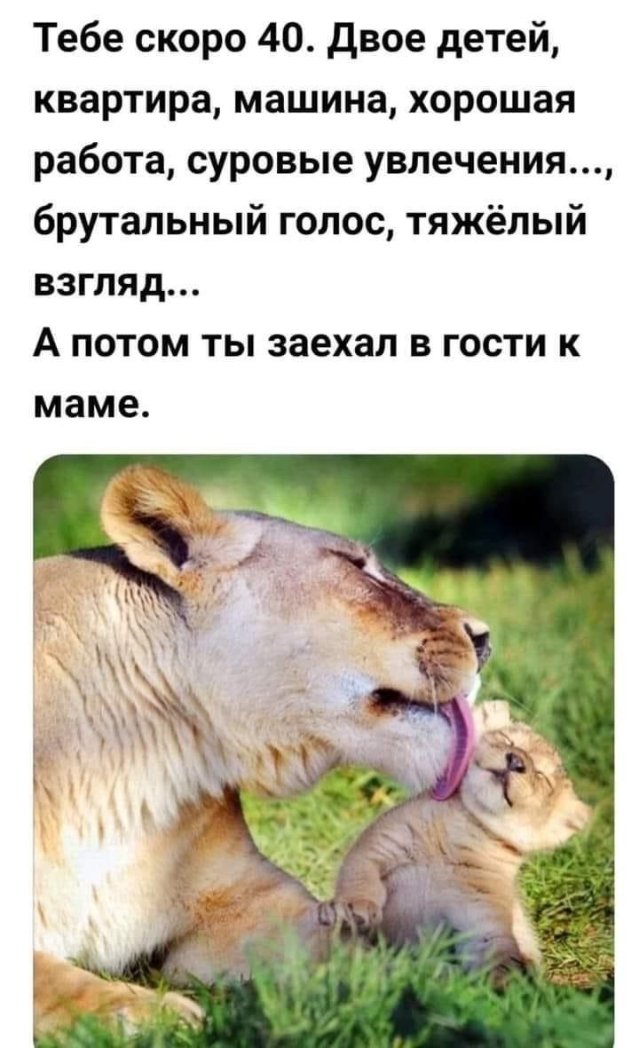 Тебе скоро 40 двое детей квартира машина хорошая работа суровые увлечения брутальный голос тяжёлый взгляд А ПОТОМ ТЫ заехал В ГОСТИ К маме