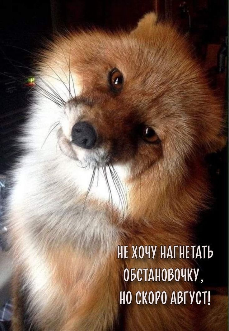 Е ХОЧУ НАГНЕТАТЬ ОБСТАНОВОЧКУ НО СКОРО АВГУСТ