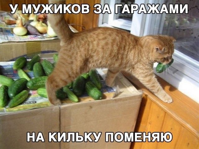 МУ ИКОВ ЗА ГАРАЖАМИ 3333 НА КИЛЬКУ ПОМЕНЯЮ