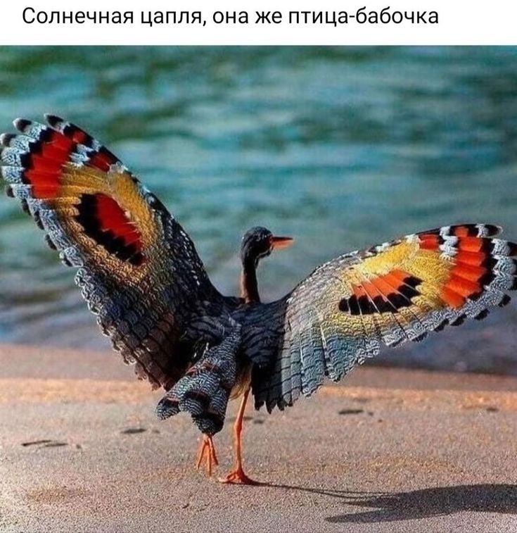 Солнечная цапля она же птицагбабпчка