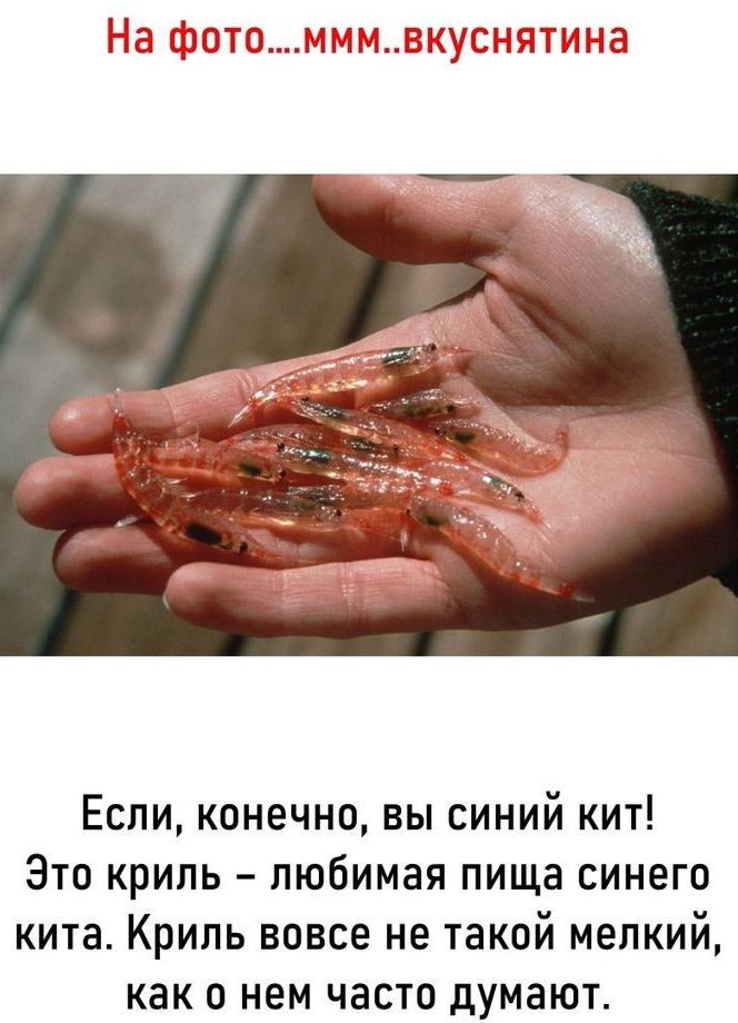 Если конечно вы синий кит Зто крипь любимая пища синего кита Криль вовсе не такой мелкий как о нем часто думают