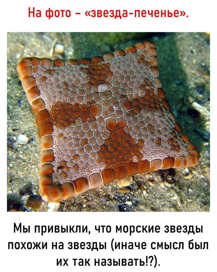 На фото звездапеченье Мы привыкли что морские звезды похожи на звезды иначе смысл был их так называть
