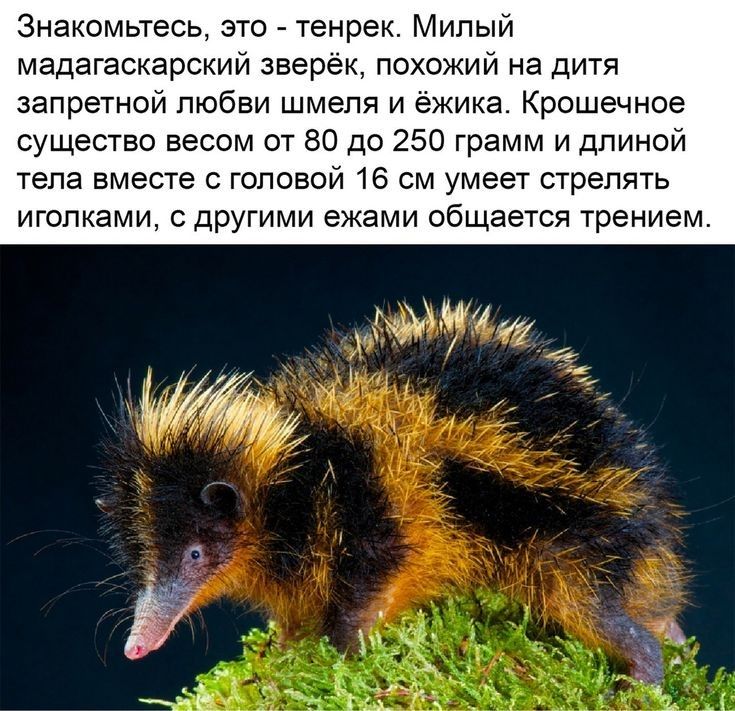Знакомьтесь это _ тенрек Милый мадагаскарский зверек похожий на дитя запретной пюбви шмепя и ежика Крошечное существо весом от 80 до 250 грамм и длиной тела вместе с головой 16 см умеет стрелять иголками другими ежами общается трением