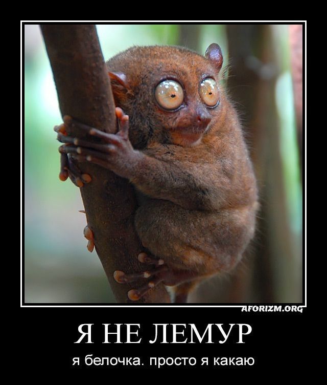 Я НЕ ЛЕМУР я белочка просто я какаю