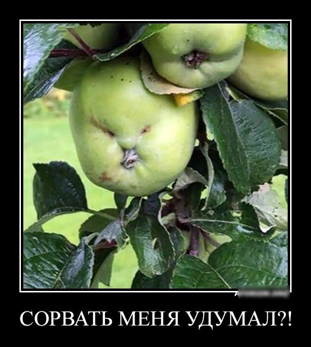 СОРВАТЬ МЕНЯ УДУМАЛ