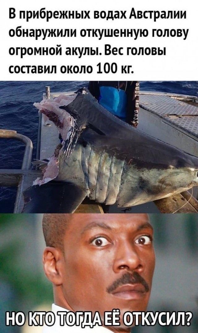 В прибрежных водах Австралии обнаружили откушенную голову огромной акулы Вес головы составил около 100 кг НОКПіФЕТЁФГЕДАЕЁЪТКУСИЛ