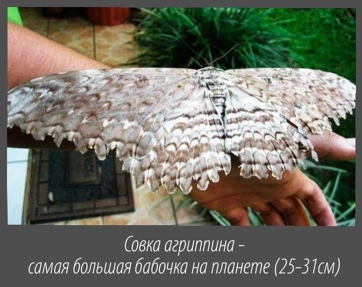 Савка агриппина амая большая бабочка на планете 25 37см