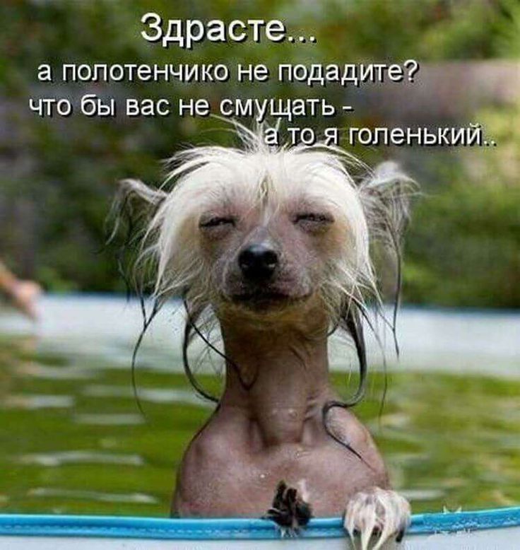 Здрасте а попотенчико не подадитедз что бы вас не см щать т гопенькийё