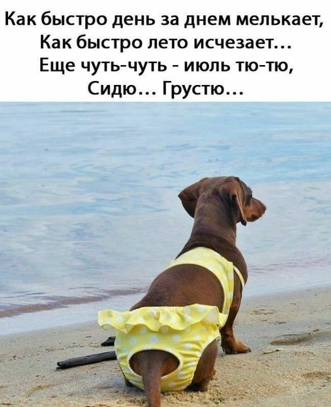 Как быстро день за днем мелькаеъ Как быстро лето исчезает Еще чутьчуть июль тютю Сидю Грустю