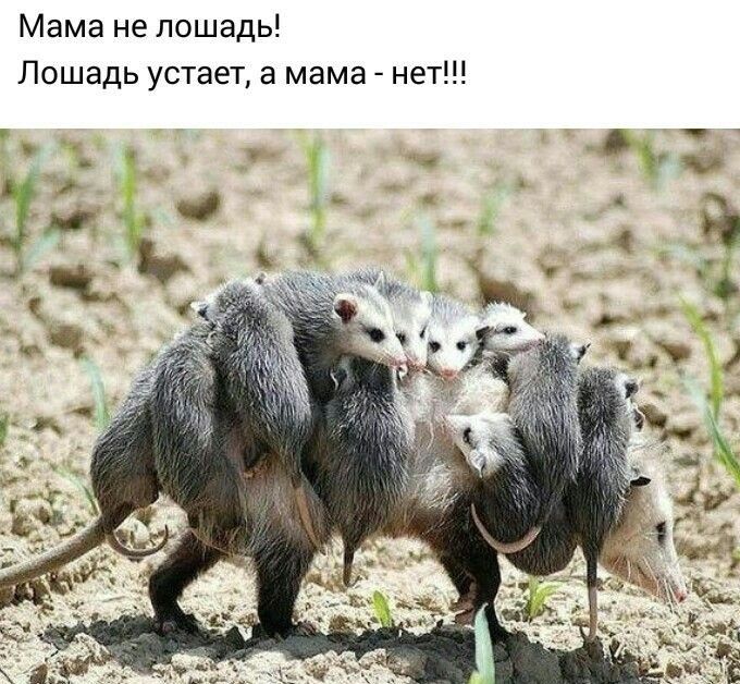 Мама не лошадь Лошадь устает а мама нет