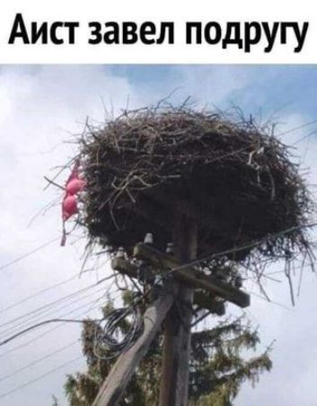 Аист завел подругу