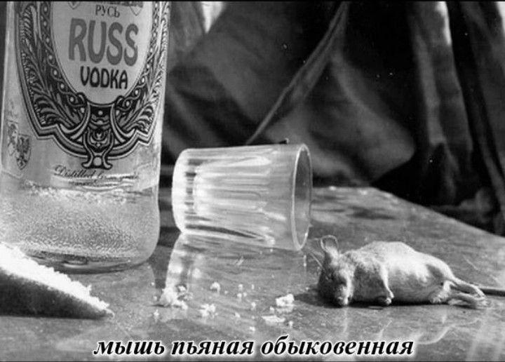мыть пьянияибыквиштия