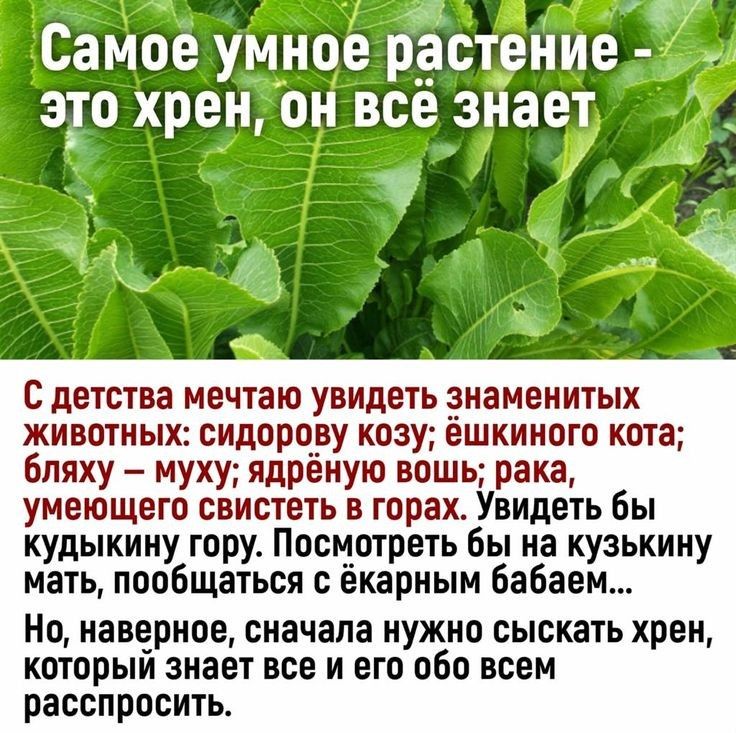 Самое умное рёстение а_то хрен он все знает тт с детства мечтаю увидеть знаменитых ЖИВОТНЫХ СИДОРОВУ КПЗУ ЕШКИЮГП КОТЗ 6пяху муху ядрёную вошь рака умеющего свистеть в горах Увидеть бы кудыкину гору Посмотреть бы на кузькину мать пообщаться с екарным бабаем Но наверное сначала нужно сыскать хрен которым знает все и его обо всем расспросить