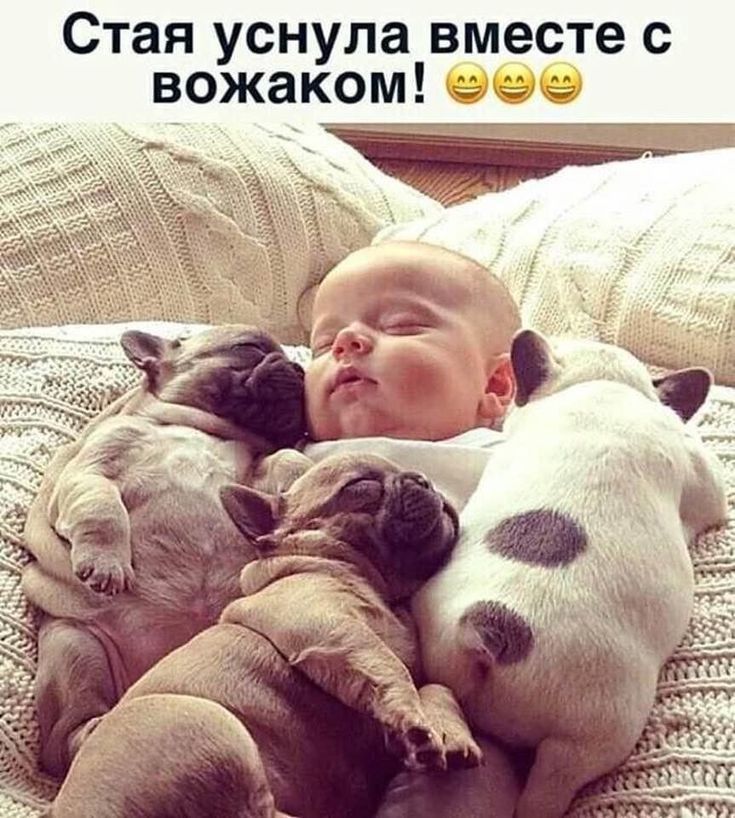 Стая уснула вместе вожаком