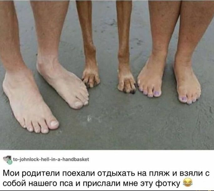 ад мь Мои родители поехали отдыхать на пляж и взяли с собой нашего пса и прислали мне эту фотку за