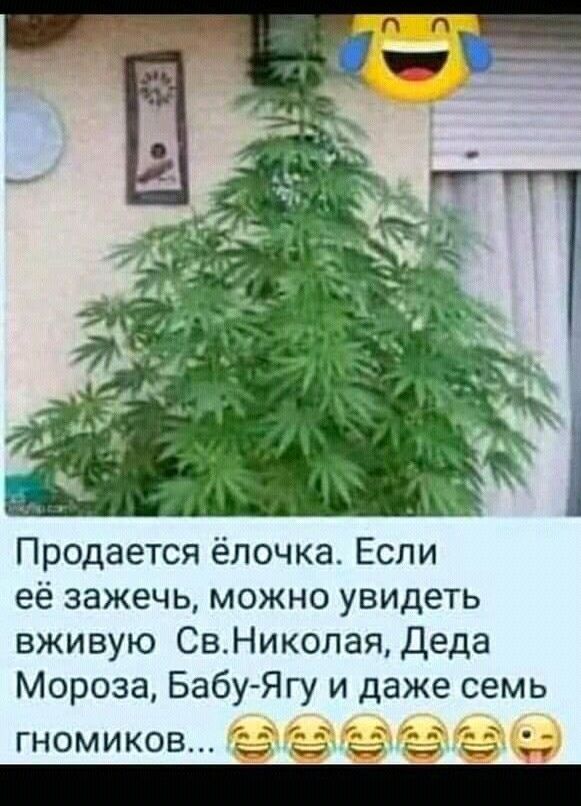 Продается ёлочка Если её зажечь можно увидеть вживую Св Николая Деда Мороза Бабу Ягу и даже семь гномиков