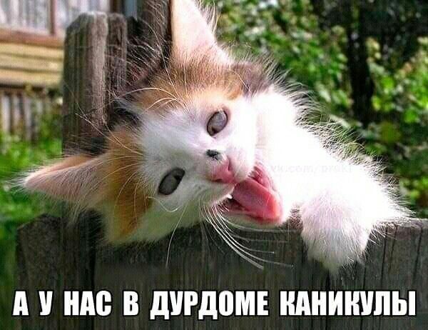 У М В дурдом КАНИКУЛЫ