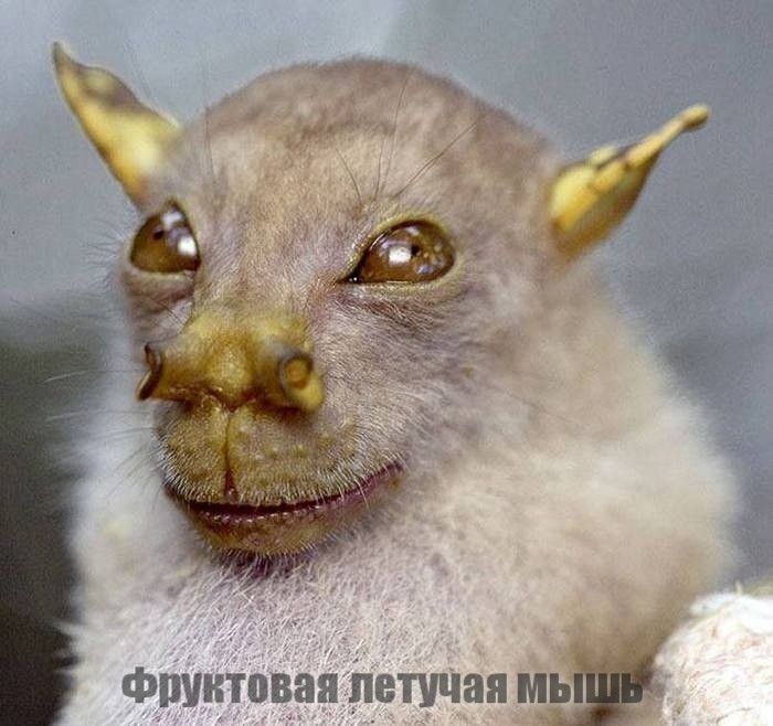 фруктовая летучая мм