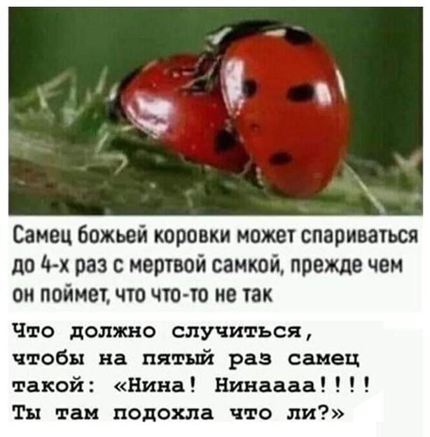 Самец божьей коровки может спариваться до 10 х раз с мертвой самкой прежде чем он поймет что что то не так Что должно случиться чтобы на пятъй раз самец такой Нина Нинаааа Ты там подохла что ли