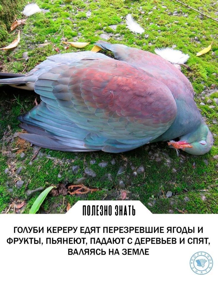 ппиюип иипь ГОАУБИ КЕРЕРУ ЕАЯТ ПЕРЕЗРЕВШИЕ ЯГОАЫ И ФРУКТЫ ПЬЯНЕЮТ ПЮТ С АЕРЕБЬЕВ И СПЯТу ВААЯЯСЬ НА ЗЕМАЕ