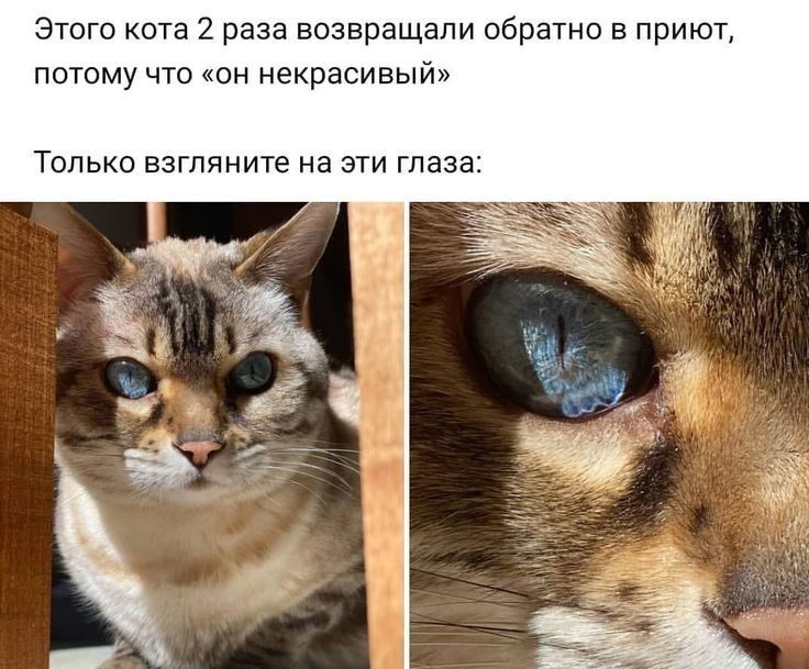 Этого кота 2 раза возвращали обратно в приют потому что он некрасивыйи Только взгляните на ЭТИ Глаза