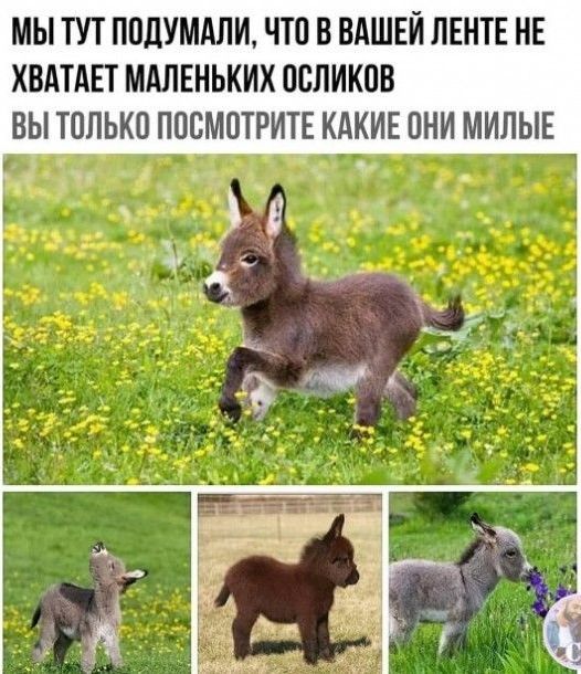 МЫ ТУТ ПОЦУМАЛИ ЧТО В ВАШЕЙ ЛЕНТЕ НЕ ХВАТАЕТ МАЛЕНЬКИХ ООЛИКОВ ВЫ ТОЛЬКО ПОСМОТРИТЕ КАКИЕ ОНИ МИЛЫЕ