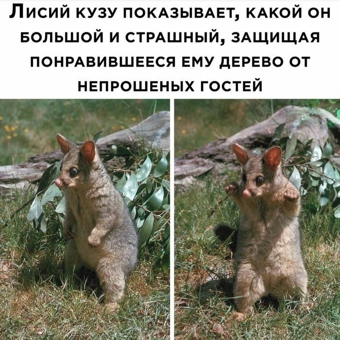Лисий кузу ПОКАЗЫВАЕТ КАКОЙ он БОЛЬШОЙ и стмшный ЗАЩИЩАЯ понмаившввся ЕМУ дерево от нвпрошвных гостей