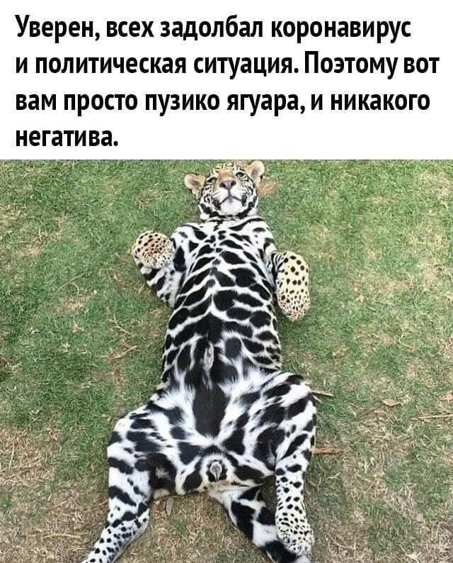 Уверен всех задолбал коронавирус и политическая ситуация Поэтому вот вам ПРОСТО ПУЗИКО ягуара И никакого негатива