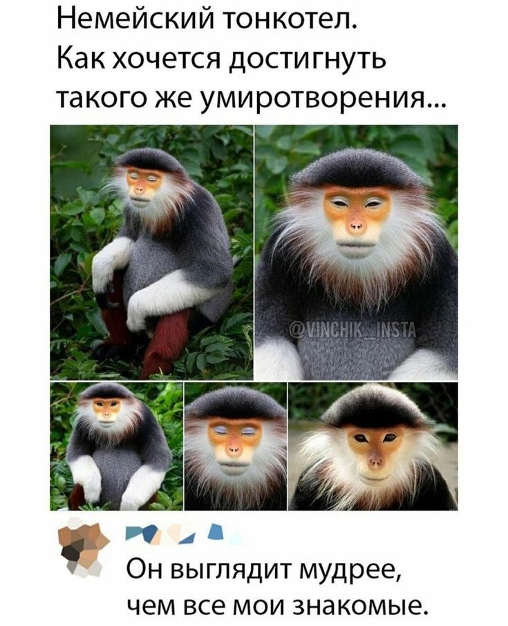 Немейский тонкотеп Как хочется дости гнуть такого же умиротворения Он выглядит мудрее чем все мои знакомые